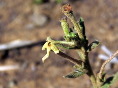 Lyperia tristis