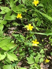 Ranunculus hispidus nitidus