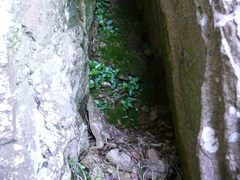 Asplenium sagittatum