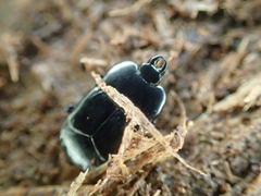 Hololepta plana