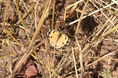 Colotis calais calais