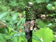 Amorphophallus konjac