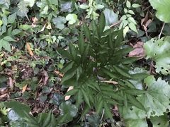 Amorphophallus konjac
