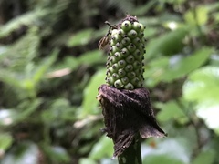 Amorphophallus konjac