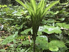 Amorphophallus konjac