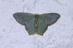 Chloropteryx tepperaria