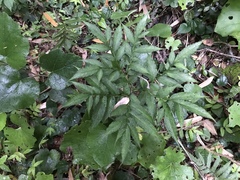 Amorphophallus konjac