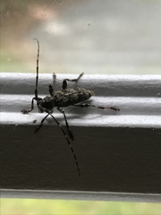 Graphisurus fasciatus