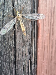 Nephrotoma quadrifaria