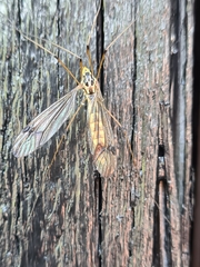 Nephrotoma quadrifaria