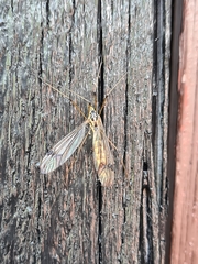 Nephrotoma quadrifaria