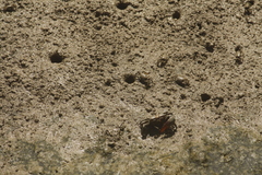 Uca maracoani