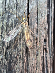 Nephrotoma quadrifaria