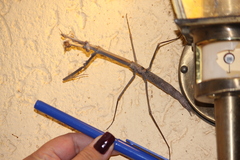 Archimantis quinquelobata