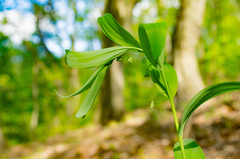 Polygonatum biflorum commutatum