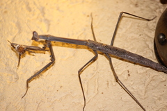 Archimantis quinquelobata