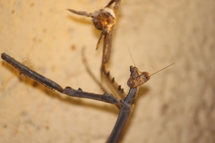 Archimantis quinquelobata