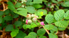 Rubus incanus