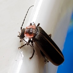 Podabrus brevicollis