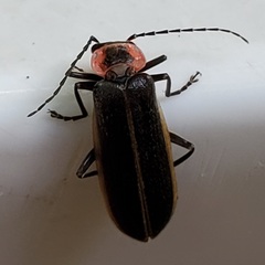 Podabrus brevicollis