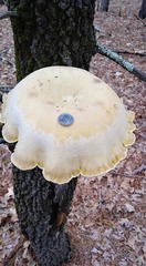 Pleurotus levis