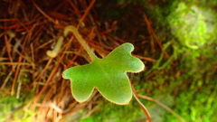 Pyrrosia polydactylos