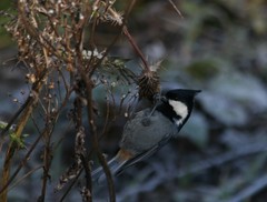 Periparus rubidiventris