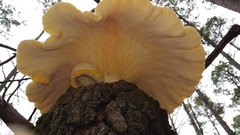 Pleurotus levis