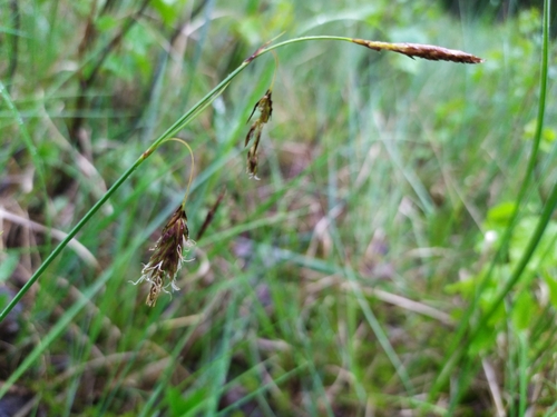 Carex limosa iNat (1)
