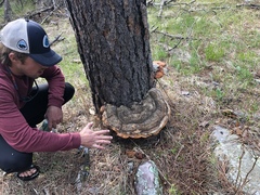 Fomitopsis schrenkii