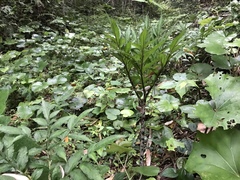 Amorphophallus konjac