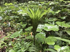 Amorphophallus konjac