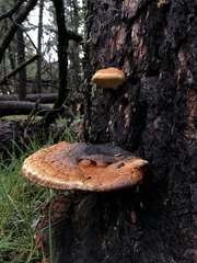 Fomitopsis schrenkii