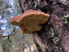 Fomitopsis schrenkii