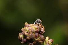 Cionus scrophulariae