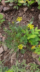 Cymopterus hallii