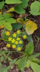 Cymopterus hallii