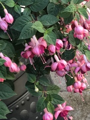 Fuchsia × hybrida