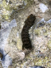 Gonodactylus chiragra