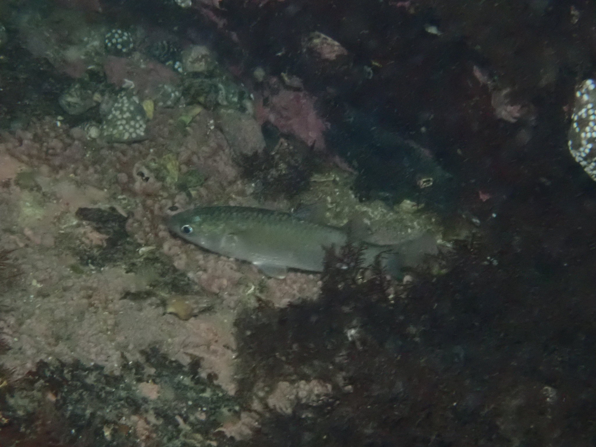 大鱗龜鮻(豆仔魚) Planiliza macrolepis