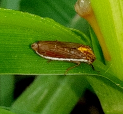 Phera obtusifrons