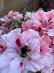 Bombus