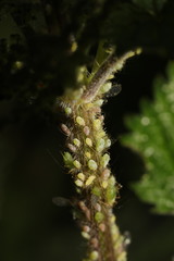 Microlophium carnosum