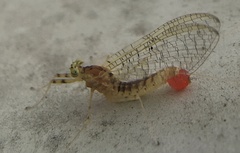 Stenacron interpunctatum interpunctatum