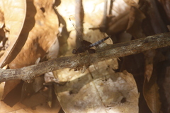 Erythrodiplax unimaculata