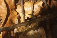 Erythrodiplax unimaculata