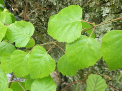 Betula × aurata