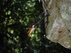 Nephila cornuta