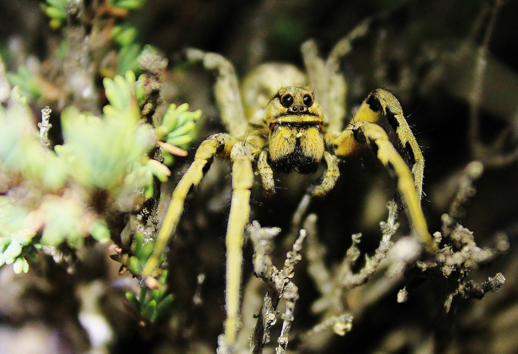 Spanish wolf spider