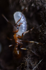 Myrmica rubra
